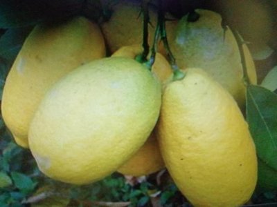 香水檸檬高度約有65公分很會生果實優惠超商取貨免運費一盆只賣299元 數量有限 喜歡全日照的環境
