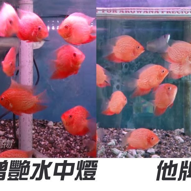 第一佳水族寵物 台灣惠弘led水中燈43as Lr90增艷龍魚超艷高級觀賞魚專用燈具3尺90cm 9 9w免運可貨到 Yahoo奇摩拍賣