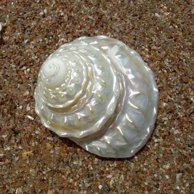 包郵天然海螺貝殼熒光珍珠塔螺白色塔標本螺收藏禮~定價~特價