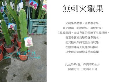 心栽花坊-無刺火龍果/4吋/火龍果品種/水果苗/售價250特價200
