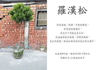 心栽花坊-羅漢松/棒棒糖造型/8吋/造型樹/綠化植物/綠籬植物/售價1100特價1000