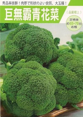 【蔬菜種子S251】巨無霸青花菜~蕾球重量可達一公斤，日本超高人氣的極優良品種。