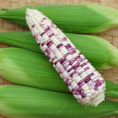 【媽咪蔬果園】寶石甜糯玉米   一代交配品種種子