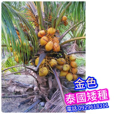 【正宗】泰國矮種香椰苗【金色】買3棵免運費、買5棵送1棵 矮種椰子