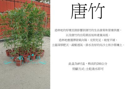 心栽花坊-唐竹/8吋盆/不含盆高150~200/綠化植物/綠籬植物/竹子售價280特價250