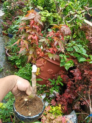 日本品種名字叫紅姬，小葉很會生長側芽，密集，好種植，紅楓樹槭樹小品盆栽便宜賣1680元優惠超商免運只有一盆喜歡半日照潮濕