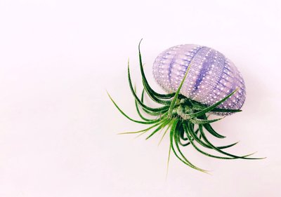 《Are獨立之家》淡紫色 天然海膽殼DIY裝飾 空氣鳳梨花架 約5cm