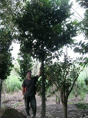 (青山園藝)毛柿.台灣黑檀.高度4~6米.米俓10~15cm.優質庭園樹.長綠喬木.