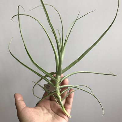 空氣鳳梨 阿海力【香花】 Tillandsia arhiza