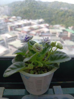 非洲紫羅蘭 非洲菫半迷你型