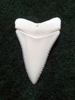 (New 大白鯊嘴牙) 3.6公分真正大白鯊(上鍔)鯊魚牙..無刮痕無缺齒. A標本級. 稀有! #13.362306