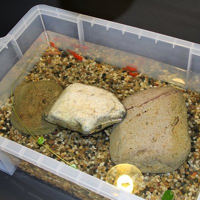 特價烏龜缸魚缸塑料帶蓋家用透明寵物飼養盒大型鱷龜箱帶排水孔專用缸