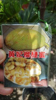 ╭＊田尾玫瑰園＊╯新品種水果苗-(黃妃榴槤蜜)高50cm500元