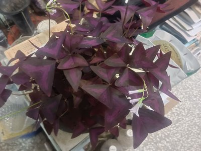 芳草園-紫色炸醬草「飛機草」盆栽