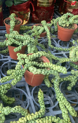 多肉植物豆豆龍 Dischidia sp. 'Dragon Jade'3吋盆實物拍攝 小品盆栽 2024/1月