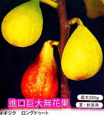 日本巨果無花果+高甜度《結果中》頂級口感品種。採下直接吃。已換7吋盆