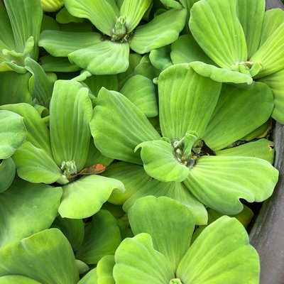 花花世界 水生植物 水芙蓉 大萍 水蓮 單株 高5cm Ma Yahoo奇摩拍賣