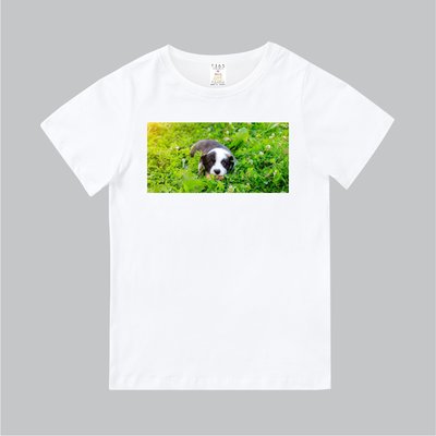 T365 MIT 親子 童裝 情侶 T恤 T-shirt 短T 狗 DOG 邊境牧羊犬 Border collie 毛孩