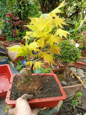 特殊少見的老粗頭造型小品盆栽日本品種黃金紅楓樹名字叫做喬丹1，好種植喜歡全日照潮濕的環境便宜賣2800元優惠超商取貨免運
