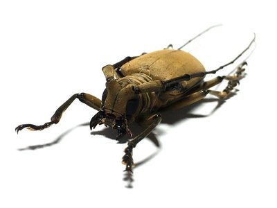 巴布亞原始雨林驚嘆的天牛·甲殼蟲標本珍藏·鍬甲·吉丁蟲·蝴蝶-特價-桃園歡樂購