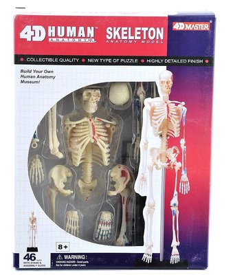 4D Master 骨架 結構 模型 人體 拼裝 模型 骨骼 ~ 萬能百貨