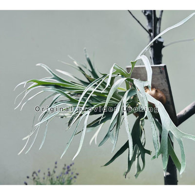 銀鹿鹿角蕨 P.veitchii silver 母株帶多側芽 上版植物 陽台植栽 壁掛 鹿青交易所 免運