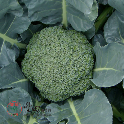【野菜部屋~中包裝】E15 翠綠青花菜種子8公克 , 植株生長強健 , 蕾球大 , 側芽少 , 每包180元 ~