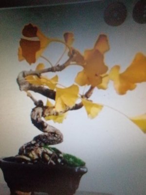 特殊少見的銀杏木造型漂亮小品盆栽便宜賣1250元超商免運費只有一盆好種植冬天葉子會變金黃色落葉，已纏支3年