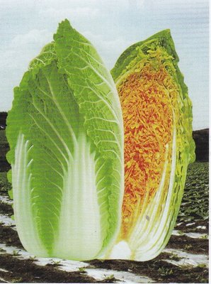 【大包裝蔬菜種子L185】山野高山娃娃菜~~就是迷你包心白菜
