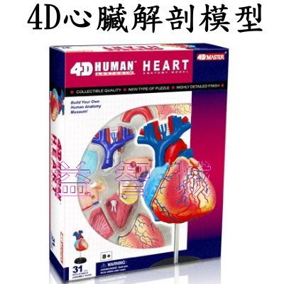 益智城《4D人體模型/器官模型/人體解剖模型/DIY模型/4D心臟模型/教學模型/4D Master 》4D心臟解剖模型