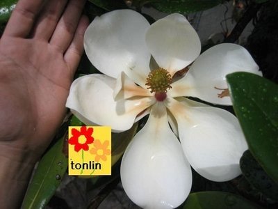 ╭☆東霖園藝☆╮超優質樹種〈木蘭花〉洋玉蘭....比手還大的花--目前為40-50公分高/4.5吋