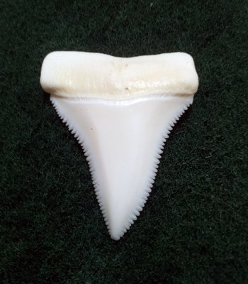 (New 大白鯊嘴牙) 4.0公分真正大白鯊(上鍔)鯊魚牙..無刮痕無缺齒. A標本級. 稀有! #19.403207