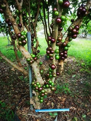 【田園森林】實生艾斯卡樹葡萄1尺袋自種自吃，自給自足
