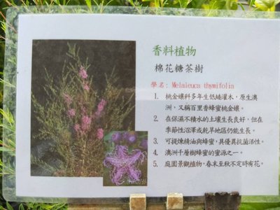 香草.灌木~棉花糖茶樹~5吋盆/不含盆高10-20公分~花精靈植物的家