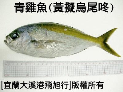 青雞魚(黃擬烏尾鮗)
