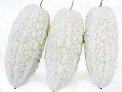 【蔬菜種子S389】白水果苦瓜~~果色白，果形粗長型，  播種至採收約75天。適宜炒食、做生菜沙拉。