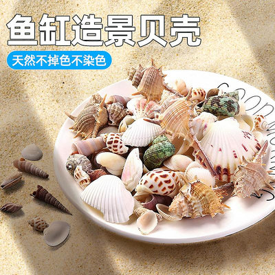 現貨 快速發貨 特價天然貝殼海螺魚缸創意造景水族箱全套布景海星寄居蟹裝飾品小擺件