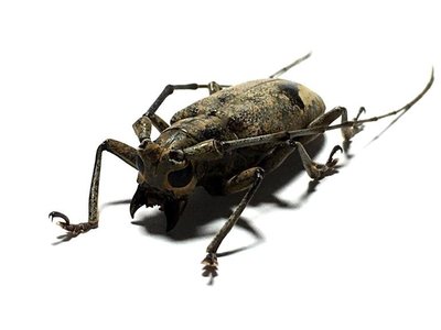 【熱賣精選】巴布亞原始雨林驚嘆的天牛標本甲殼蟲珍藏