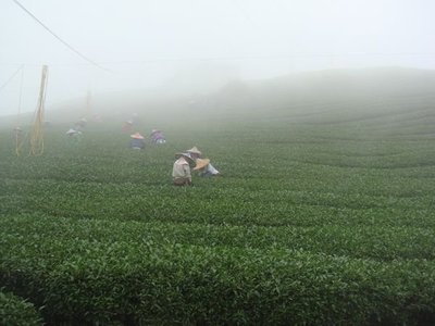 【御品茗茶】茶農直營【杉林溪手採金萱茶】頂級冬茶香氣~高雅翠綠鮮嫩~含運
