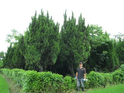(青山園藝)龍柏  米俓約15~18cm高度約5~6米 黑松真柏桂花油杉七里香紫檀象牙木