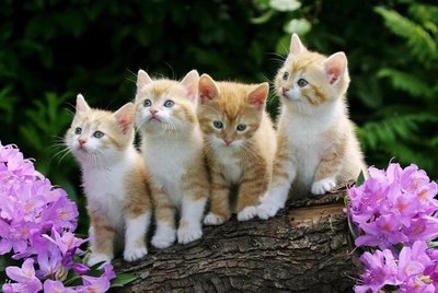 《拼圖家》木質拼圖1000片-四隻小貓