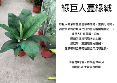 心栽花坊-綠巨人蔓綠絨/8吋/觀葉植物/室內植物/綠化植物/售價500特價450