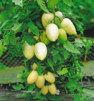 【大包裝水果種子L402】奶白香腸番茄~食用風味佳，賞食兼用，可盆栽，適合家庭菜園種植。