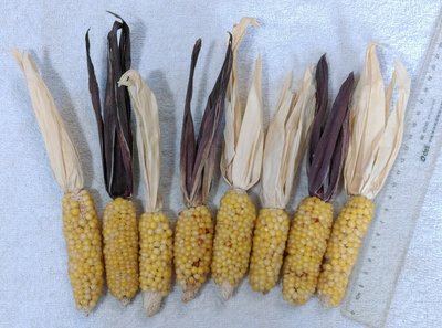 天然乾燥玉米.玉蜀黍(2)~~小玉米~~8支合售~~擺飾.裝飾