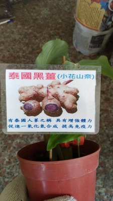╭☆東霖園藝☆╮養生植物--泰國黑薑---藍薑(綠薑) ---任一株400元..2種可以選