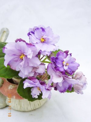 堤緣花語陶-淨化室內空氣植物-非洲紫羅蘭 Louisiana Lullaby 路易斯安那搖籃曲
