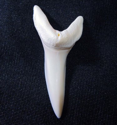 (馬加鯊嘴牙)5.6公分#3 馬加鯊魚牙!稀有未缺損.可當標本珍藏!