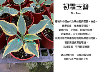 心栽花坊-初霜First Frost玉簪/5吋盆/觀葉植物/室內植物/綠化植物/售價350特價300
