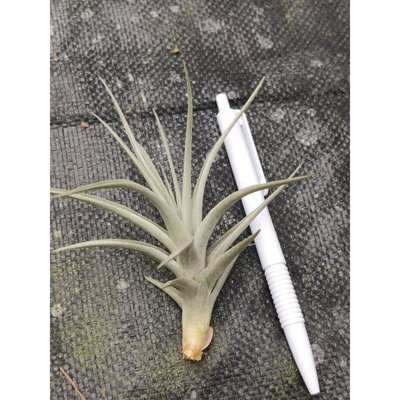 綠房子空氣鳳梨 黃水晶變種 Tillandsia ixioides Blue Albino