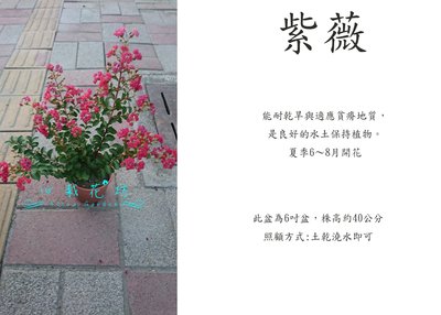 心栽花坊-紫薇/九芎/6吋/開花植物/綠籬植物/售價150特價120